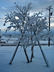 Here's a shot of our new Japanese Maple tree. You can see why we have it supported- the snow here is very wet and heavy.