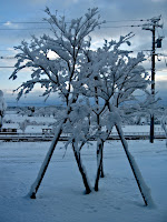 Here's a shot of our new Japanese Maple tree. You can see why we have it supported- the snow here is very wet and heavy.