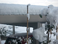 Nearly a foot an a half! Great! This is a moderate amount- it can easily snow a lot more.