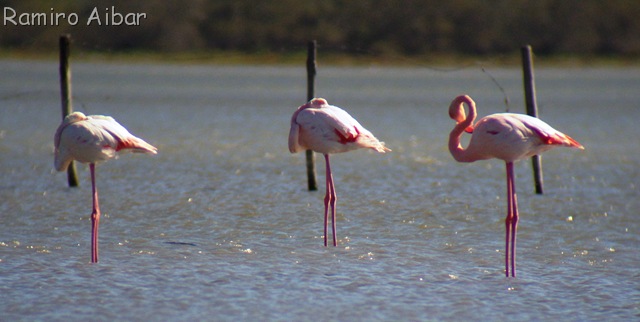 [3 palos 3 flamencos, resultado a flamenco por palo[9].jpg]