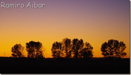 puesta de sol detras de arboles en gallocanta