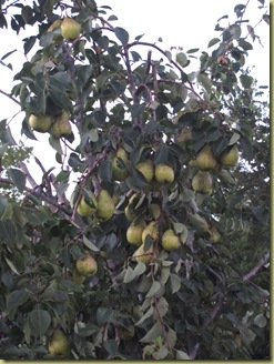 pear tree1