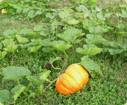 cinderella pumpkin