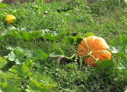 rouge vif d'Etampes pumpkin