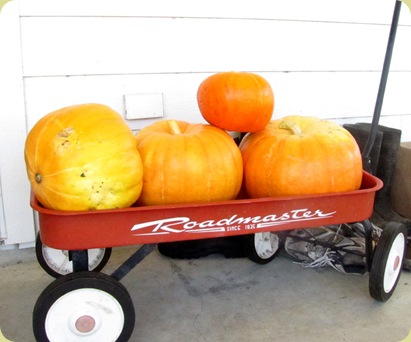 pumpkin harvest