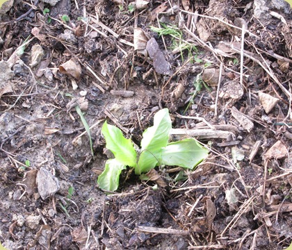 baby lettuce plant 1