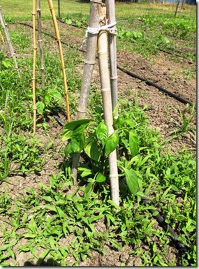 bamboo for peppers