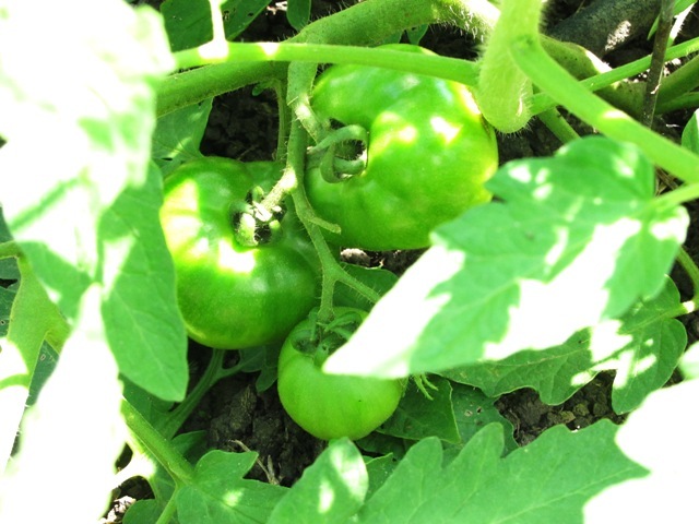 [green tomatoes[2].jpg]