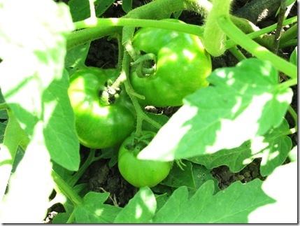 green tomatoes