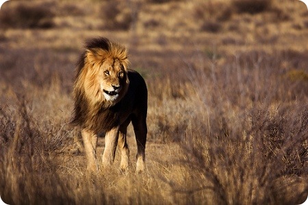 Beautiful_Pictures_Of_Animal_Photography_2