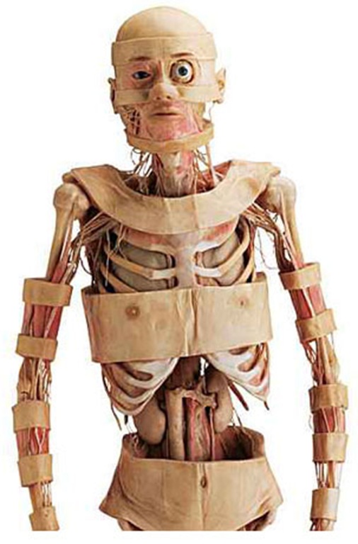 [corpo-humano00[4].jpg]
