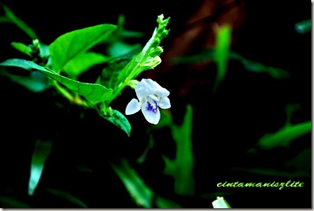 phnov 024 phnov 024