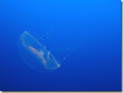 ArchivoAequorea victoria.jpg ArchivoAequorea victoria.jpg