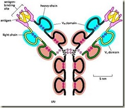 cadenas ligeras inmunoglobulinas biogenmol 191 c 243 mo es posible tanta variabilidad de anticuerpos cadenas ligeras inmunoglobulinas biogenmol 191 c 243 mo es posible tanta variabilidad de anticuerpos