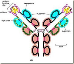 tipos de cadenas ligeras anticuerpos biogenmol 191 c 243 mo es posible tanta variabilidad de anticuerpos tipos de cadenas ligeras anticuerpos biogenmol 191 c 243 mo es posible tanta variabilidad de anticuerpos