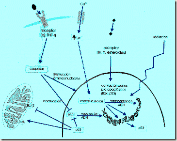 apoptosis apoptosis
