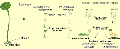 acetabularia.gif