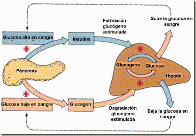 control-glucosa