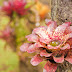 _MG_2343.jpg, Jardin de Balata, Martinique, mai 2009