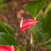 _MG_2382.jpg, Jardin de Balata, Martinique, mai 2009