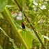 _MG_2422.jpg, Jardin de Balata, Martinique, mai 2009