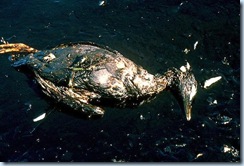 dead-oil-bird_3200