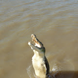 Crocodiles on Mary River