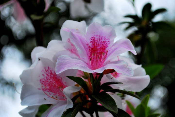 Baguio Flowers