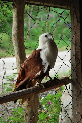 Eagle?
