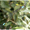 Damselfly