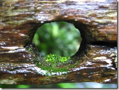Algae