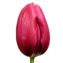 [tulip3.jpg]