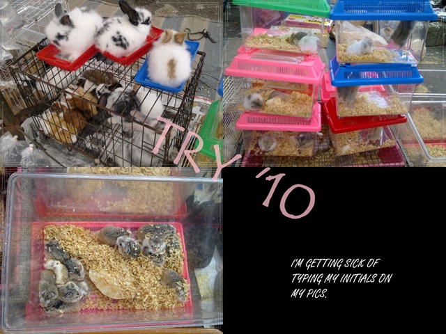 [BUNNIES 25 DEC[6].jpg]