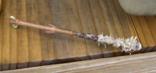 [Rooting Viburnum from Hardwood Cuttings-4[12].jpg]