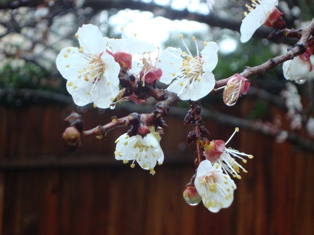 [apricot tree in March[3].jpg]