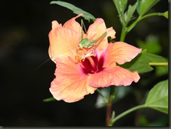 059