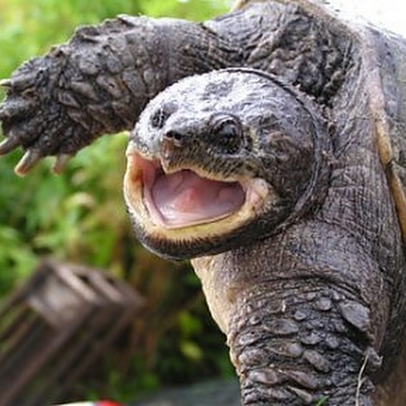 Specie venute da lontano gli alieni che minacciano l'Italia.