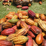 grenada attractions  Grenadas Belmont Estate in Pictures