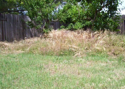 backyard in progress