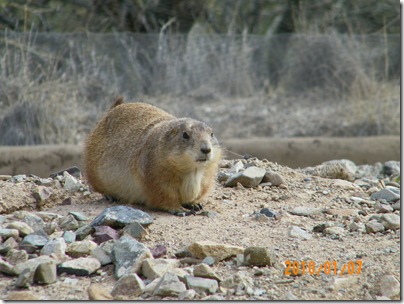 a very fat prairie dog
