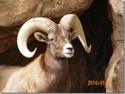 mountain goat ram