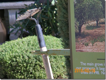 rake used to harvest the olives