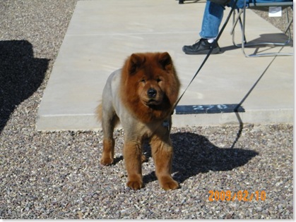 a lion on a lease?  naw, it's just a chow.