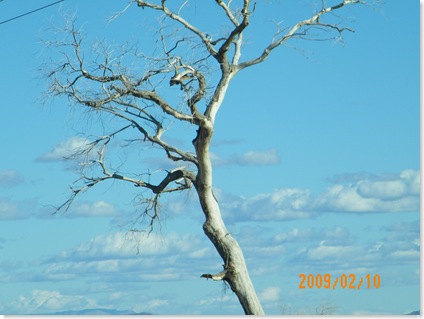 my fav dead tree on US 287 with clouds