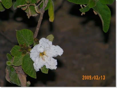 Texas almond blossom