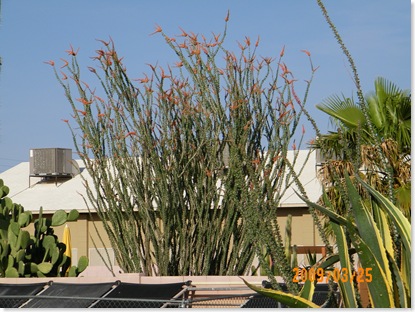 ocotillo by the pool