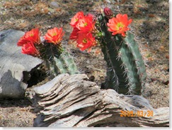Claret Cup Hedgehog in Pat Steele's cactus garden