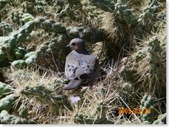 nesting dove