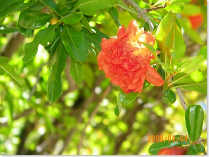 pomegrante bloom