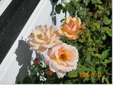 Linnea's roses